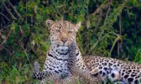 Coverup of Escaped Leopards From China Zoo Is a Typical CCP Tactic