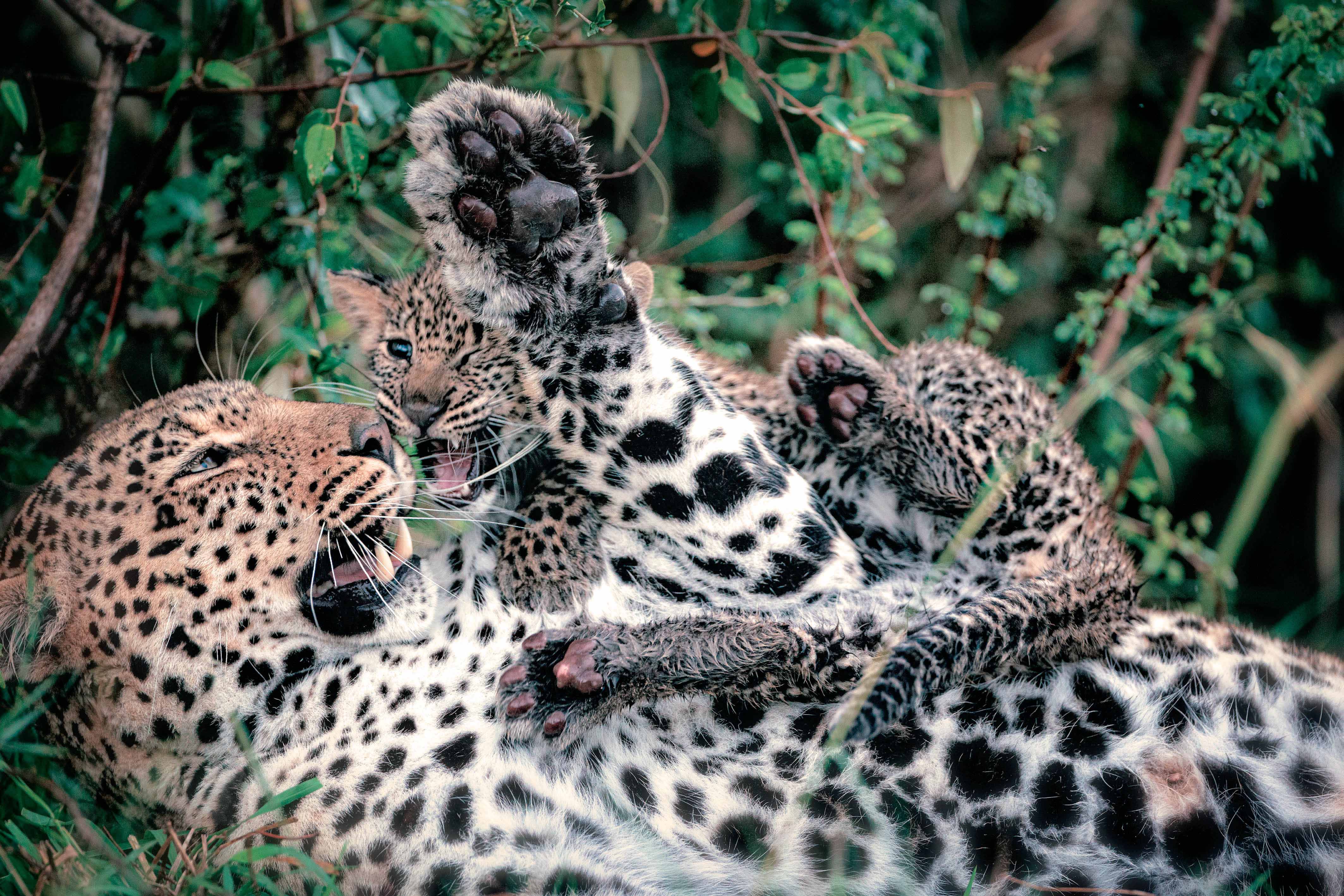 Epoch Times Photo