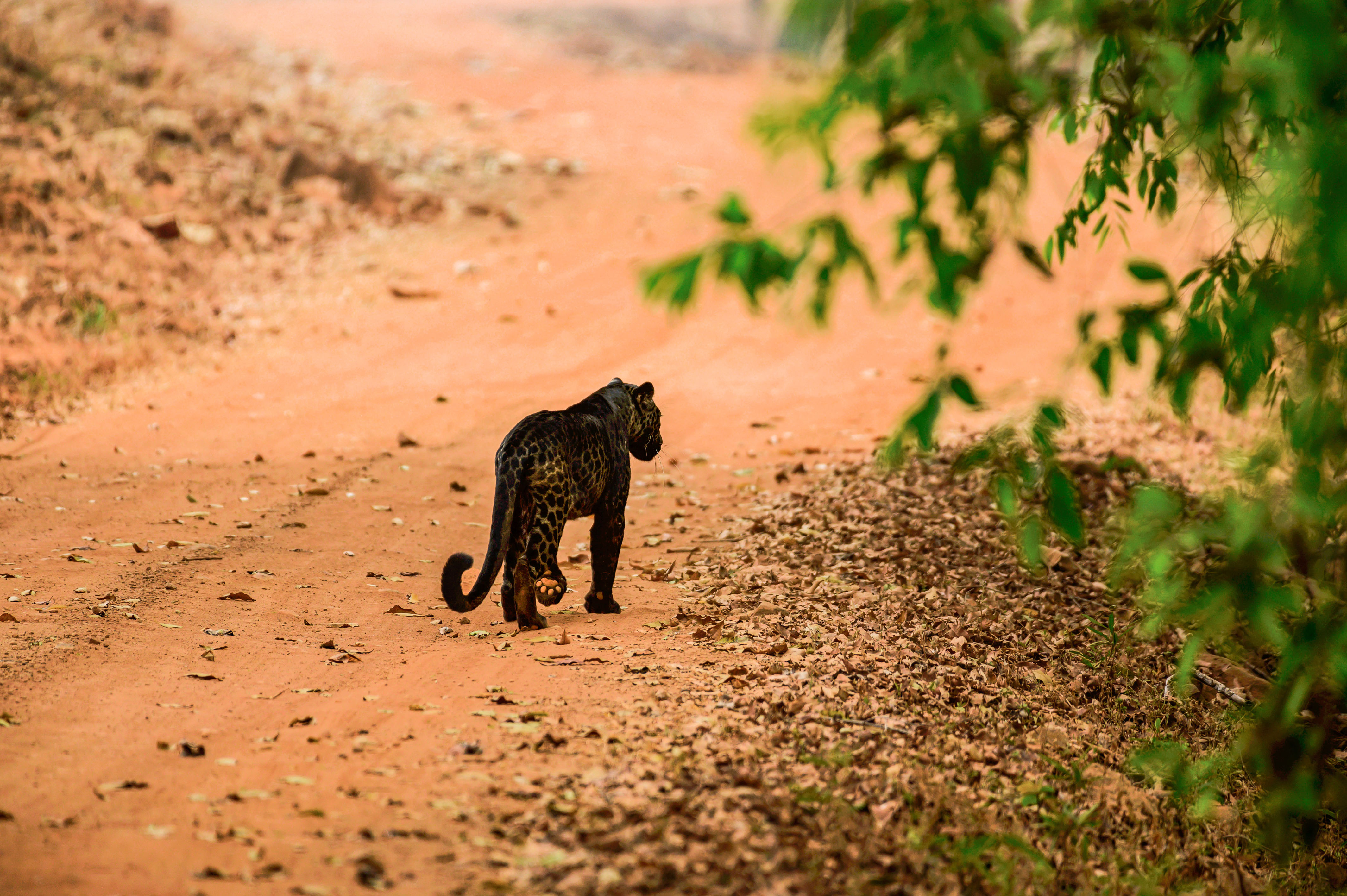 black leopard safari