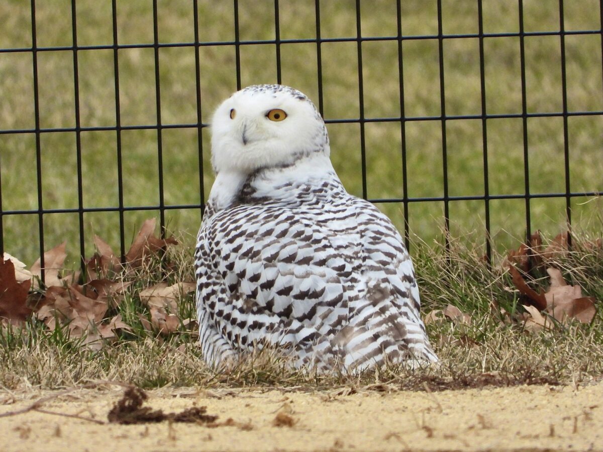 Snowy Owl Appears in Manhattan’s Central Park for the First Time in 130 ...