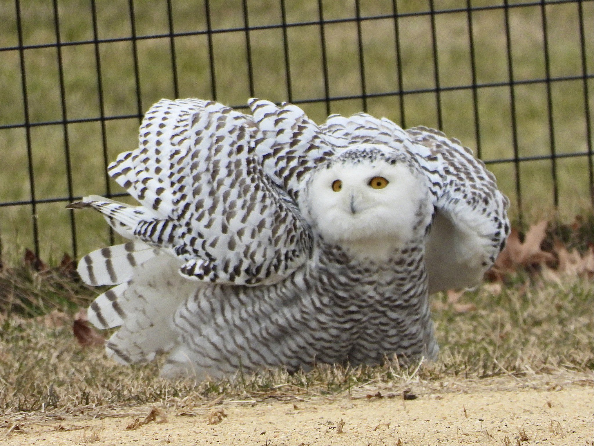 Snowy Owl Appears in Manhattan’s Central Park for the First Time in 130