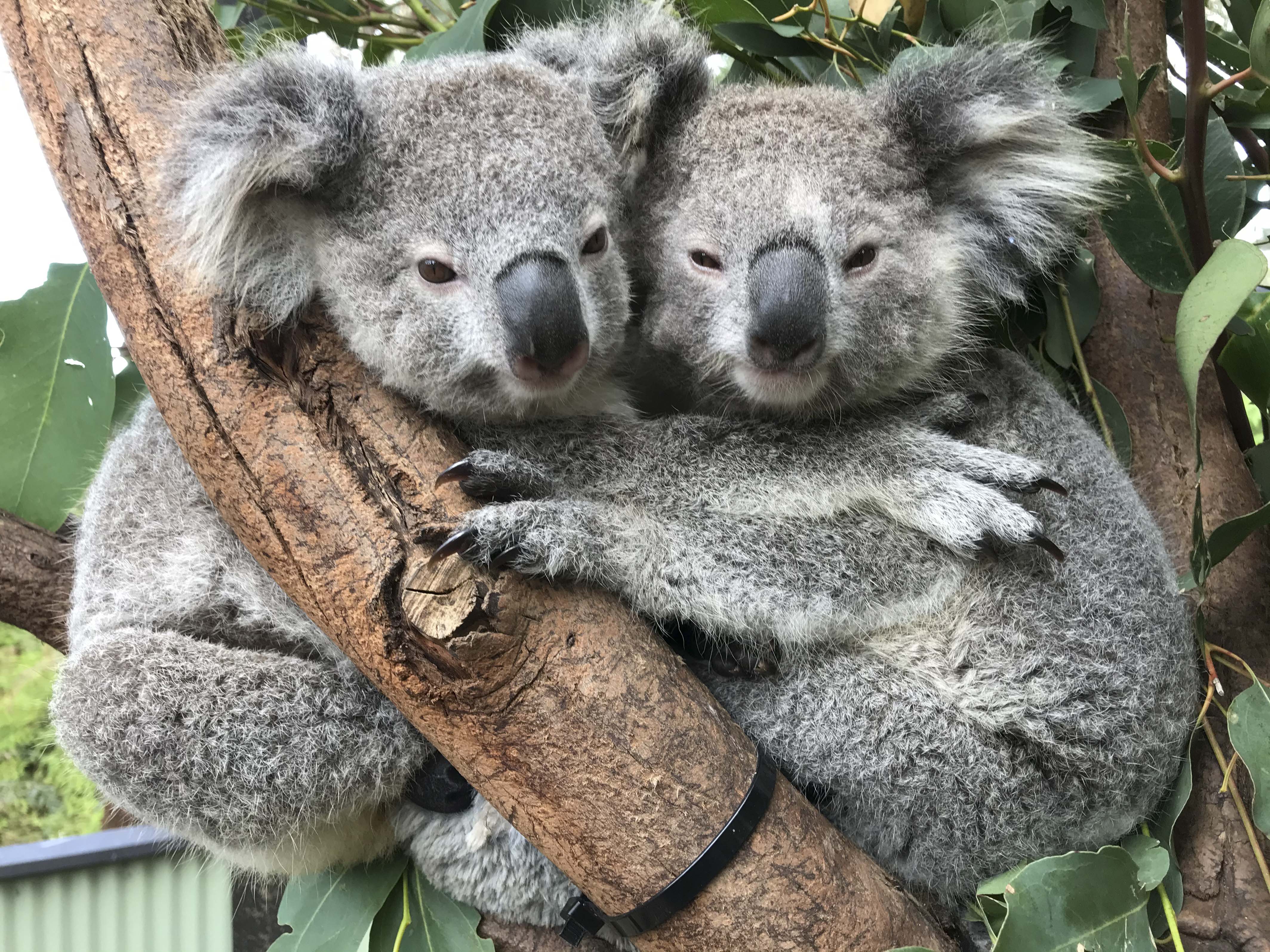 Photos of Koalas ‘Hugging It Out’ at Australian Reptile Park Are ...