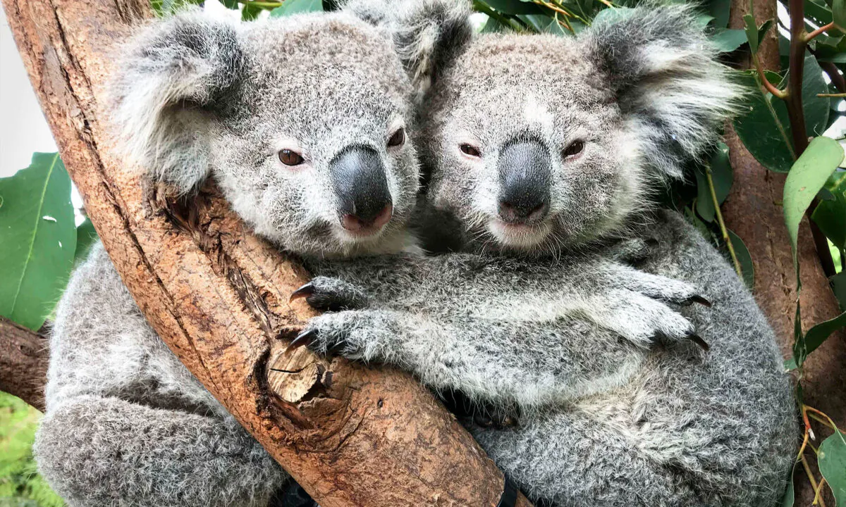 Photos of Koalas ‘Hugging It Out’ at Australian Reptile Park Are