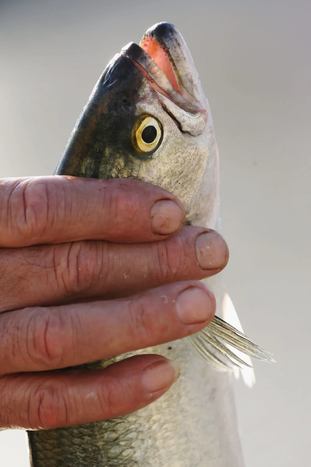 A Salmon caught by a fisherman is seen in the Docklands Precinct on August 24, 2015 in Melbourne, Australia. (Michael Dodge/Getty Images)