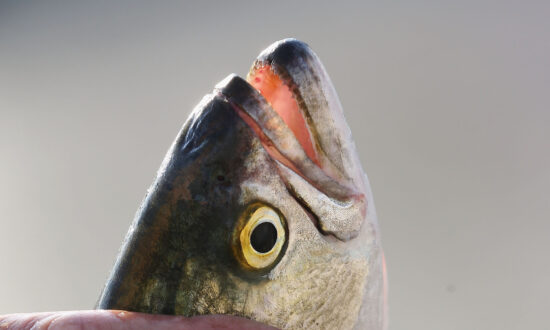 Tasmanian Salmon Exports Swim to New China-Free Markets