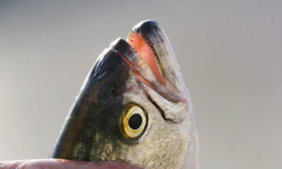 Tasmanian Salmon Exports Swim to New China-Free Markets