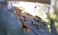 Dog Goes Viral After Security Camera Catches Him Climbing Steep Ladder to Roof by Himself