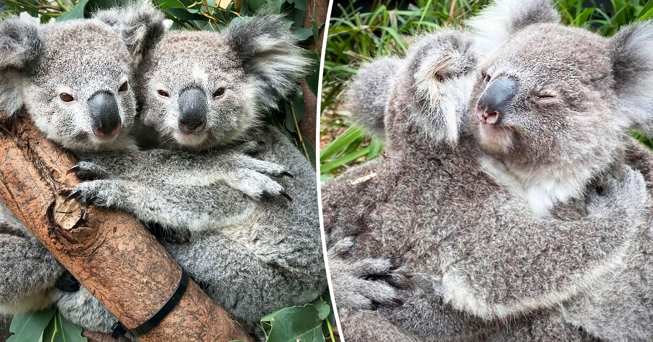 Photos Of Koalas ‘hugging It Out At Australian Reptile Park Are