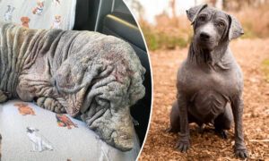 Nearly Dead Dog With 'No Fur, Broken Spirit' Undergoes Transformation After Rescue: Photos