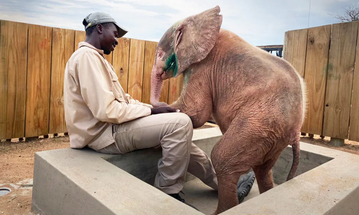 (Courtesy of HERD - Hoedspruit Elephant Rehabilitation and Development)