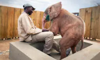 Baby Albino Elephant Found Trapped in Snare Near Death, Now Thriving Thanks to Rescuers