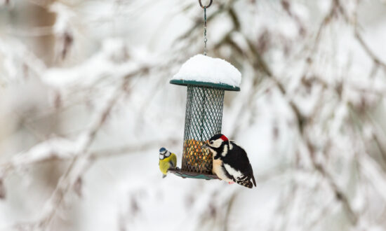 February Is for the Birds