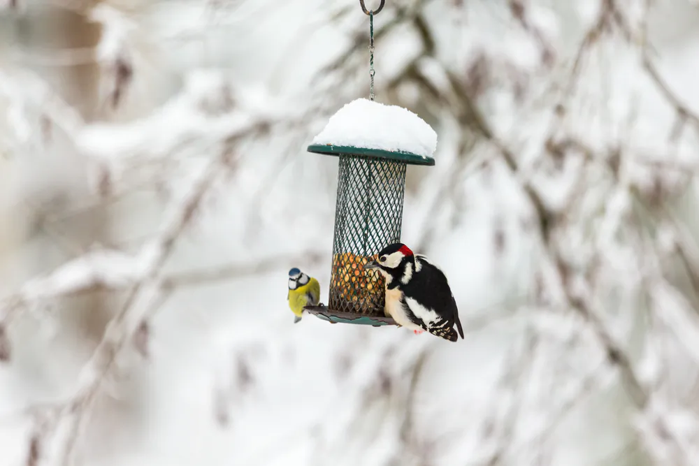 You can watch birds at a feeder while you are sitting on the couch, or you can go to a park to see them. (TTphoto/Shutterstock)