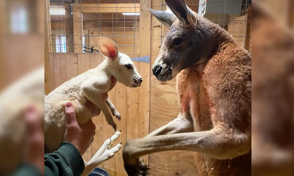 (Courtesy of Animal Adventure Park)