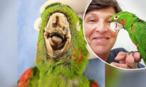 Parrot With No Beak Gets Second Chance at Life After Rescuers Craft New Prosthetic Beak