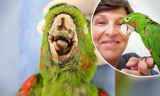 Parrot With No Beak Gets Second Chance at Life After Rescuers Craft New Prosthetic Beak