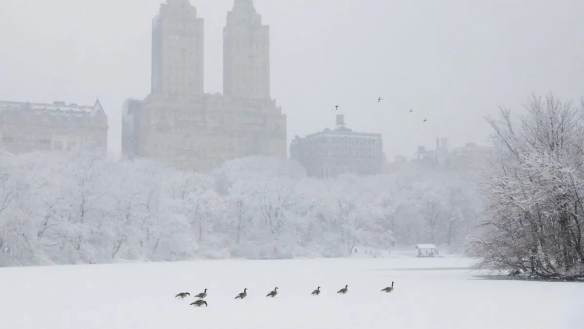 Birds make their way across a frozen lake in Central Park during heavy snowfall in New York City on Feb. 7, 2021. (Andrew Kelly/Reuters)