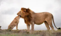 Photographer Catches Lucky Shot of Lion Seemingly With Cheetah’s Whole Head in His Mouth