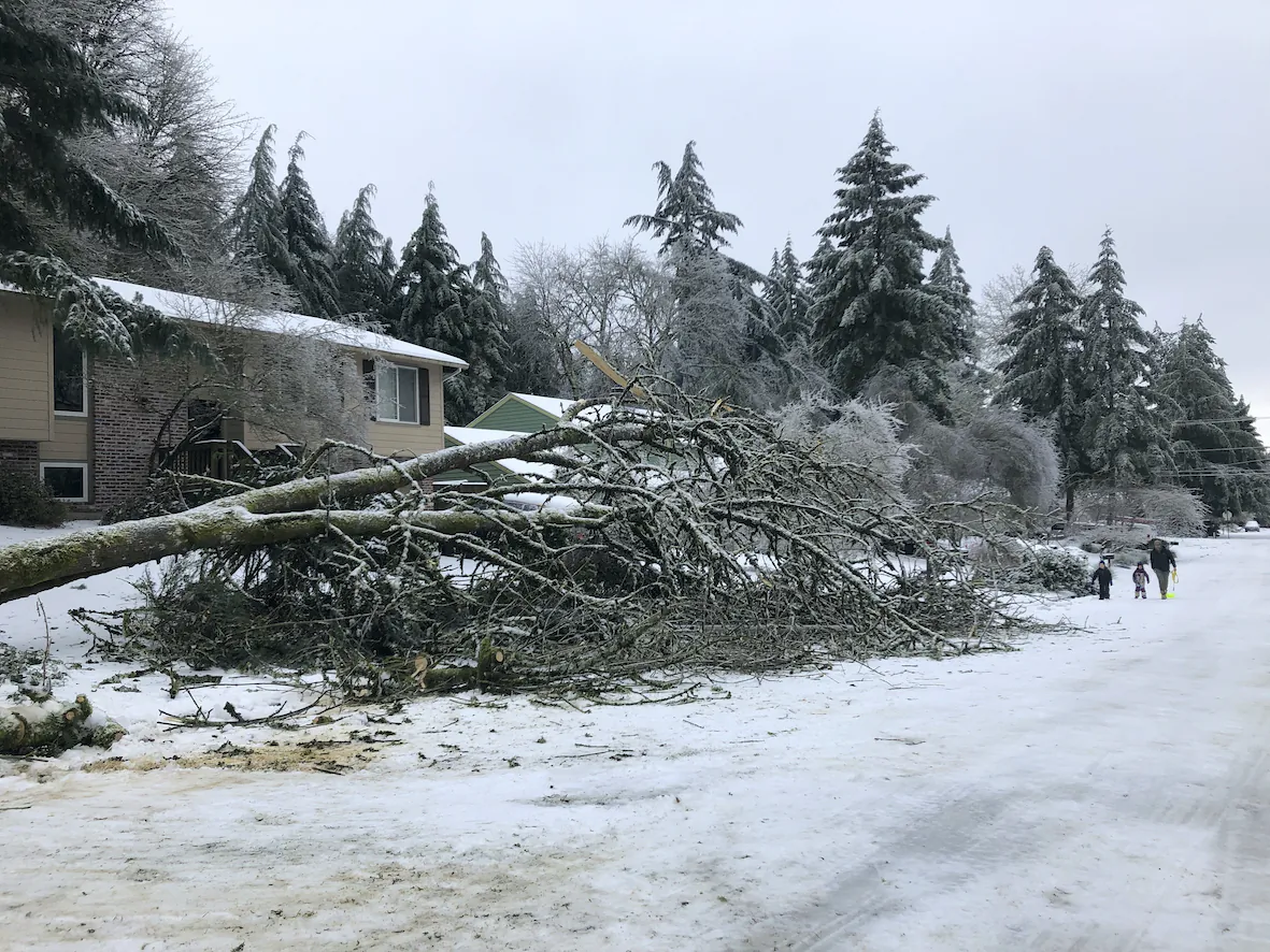 People walk by a collapsed tree in Lake Oswego, Ore., Saturday, Feb. 13, 2021. (Gillian Flaccus/ AP Photo)