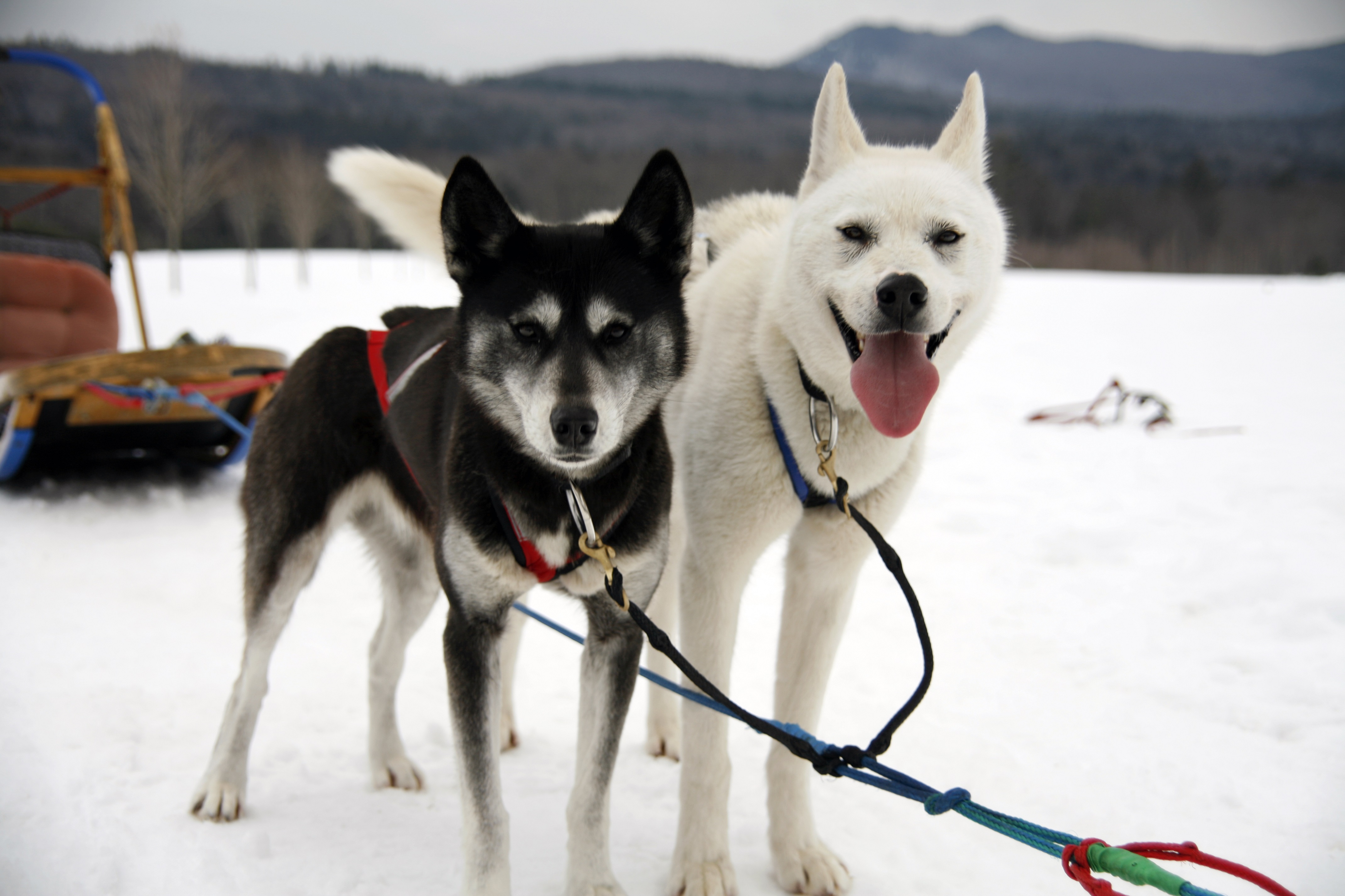 dogs