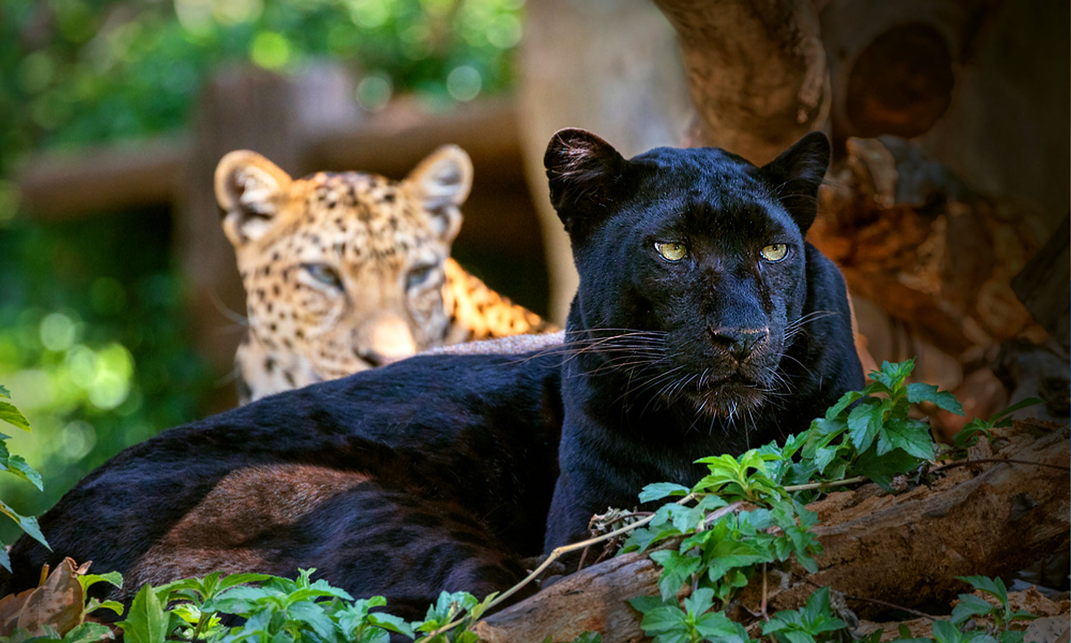 Mysterious black leopards finally reveal their spots — ALERT