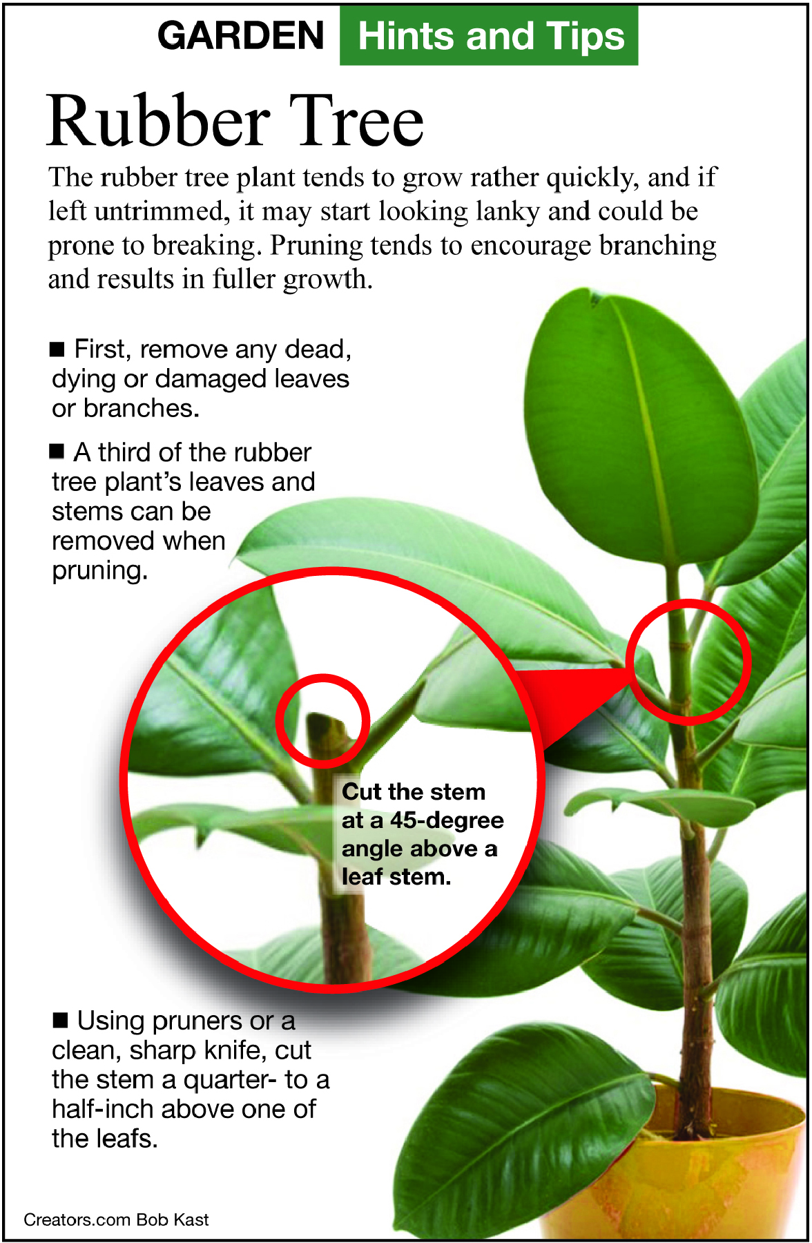 How to Care for a Rubber Tree Plant