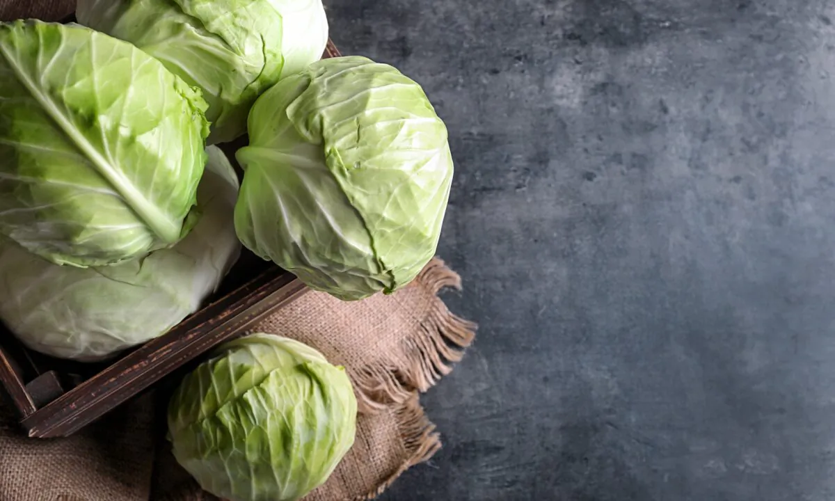 Winter and cabbage go together. (Shutterstock/Pixel-Shot)