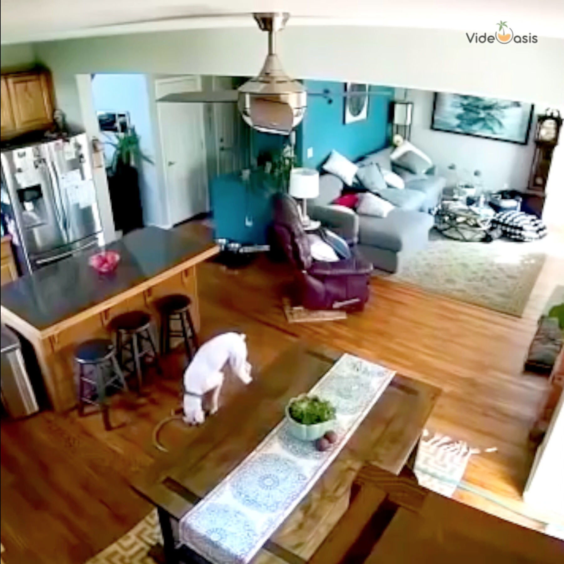 When Your Dog's at Home Alone - Vimarsana News