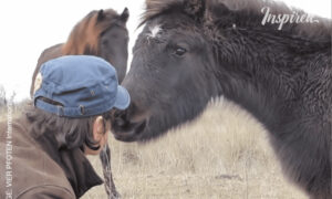 The Wild Horse Thanks Its Savior