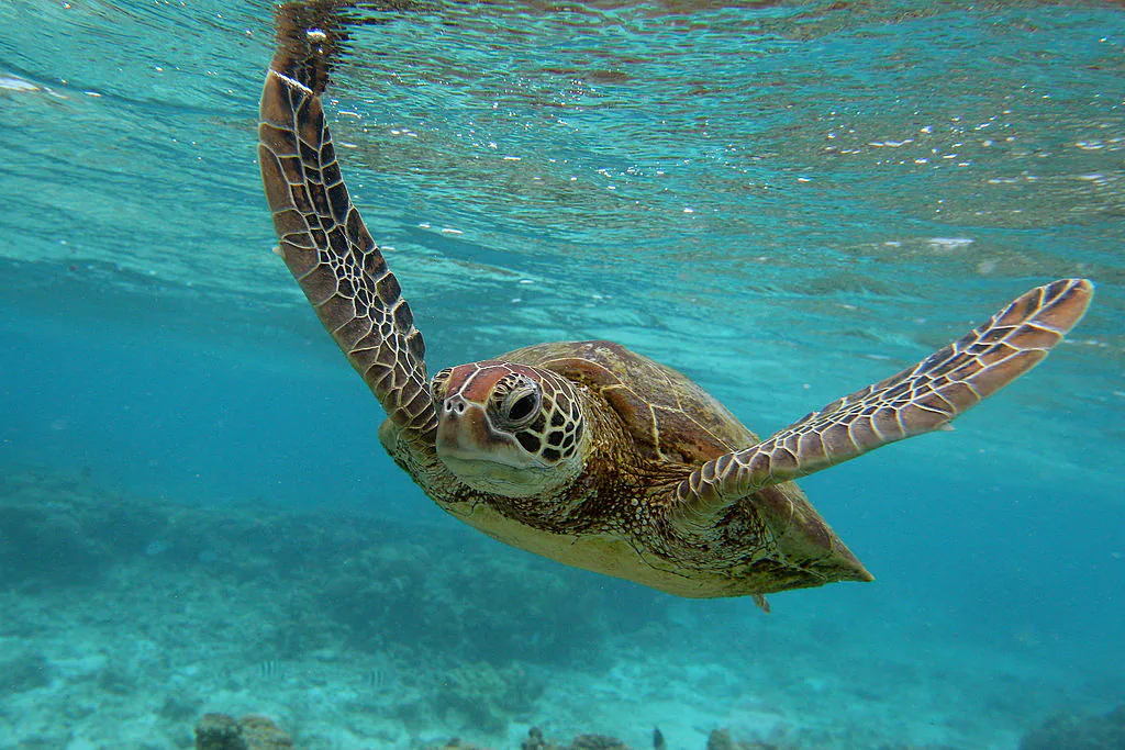 A Hawksbill sea turtle is seen swimming on January 15, 2012 in Lady Elliot Island, Australia. (Mark Kolbe/Getty Images)