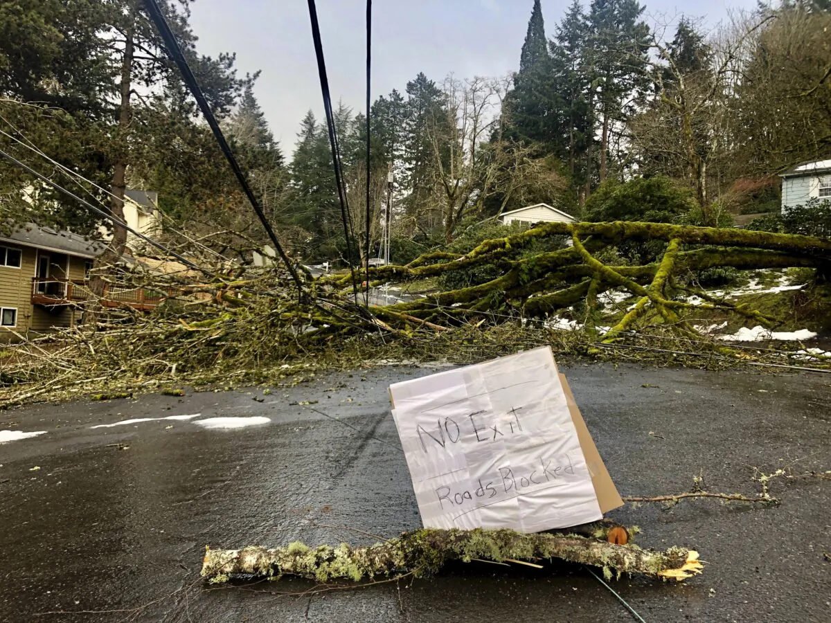 A large tree downed in a weekend ice storm sits atop power lines in Lake Oswego, Ore., on Feb. 17, 2021. (Gillian Flaccus/AP Photo)