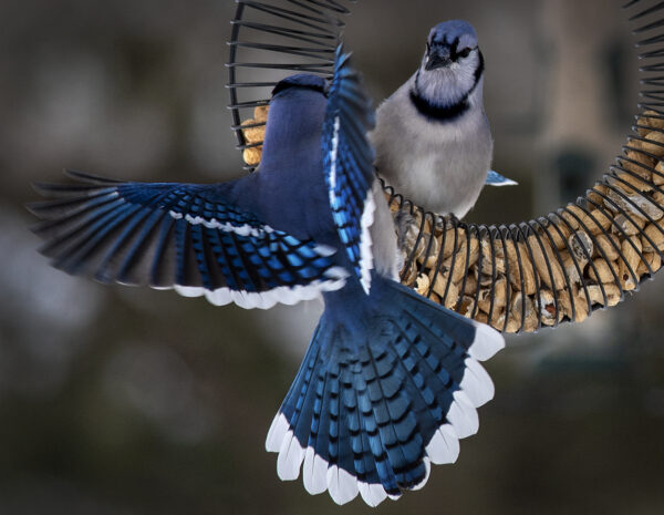 bluejay