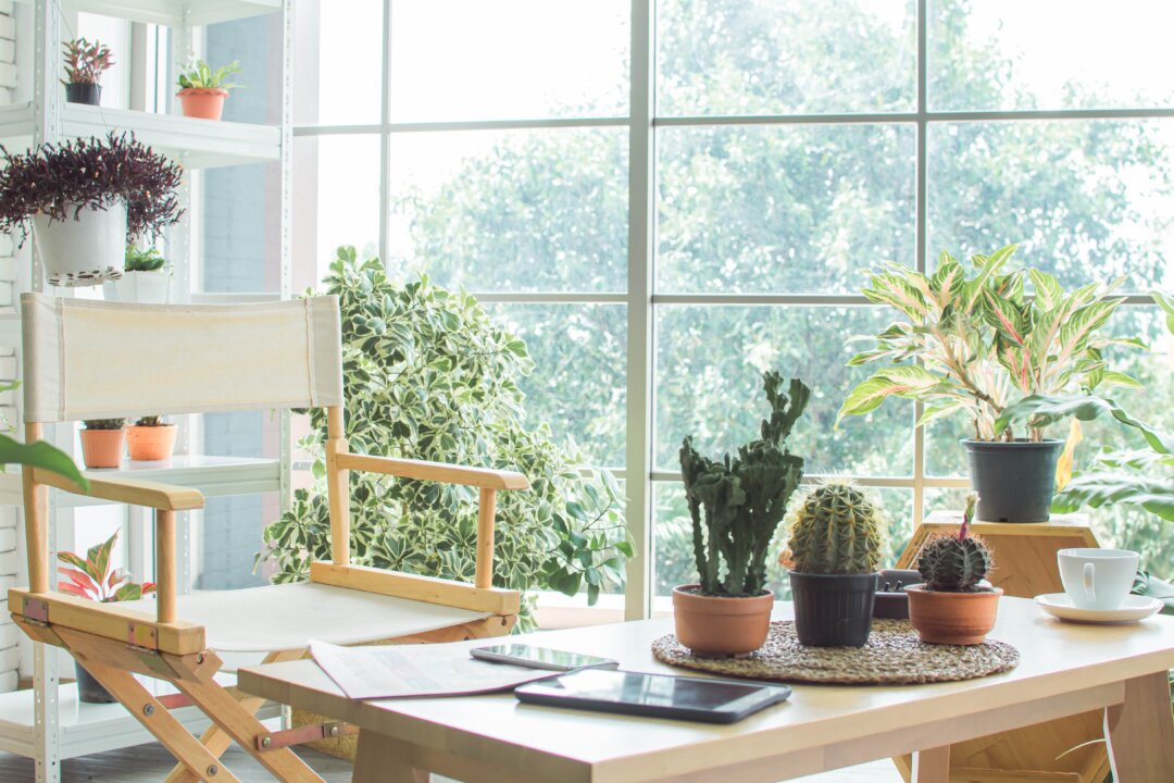 Having plants
in your home
can clean the air
and enliven the
atmosphere. (Ann Rodchua/Shutterstock)
