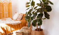 How to Care for a Rubber Tree Plant