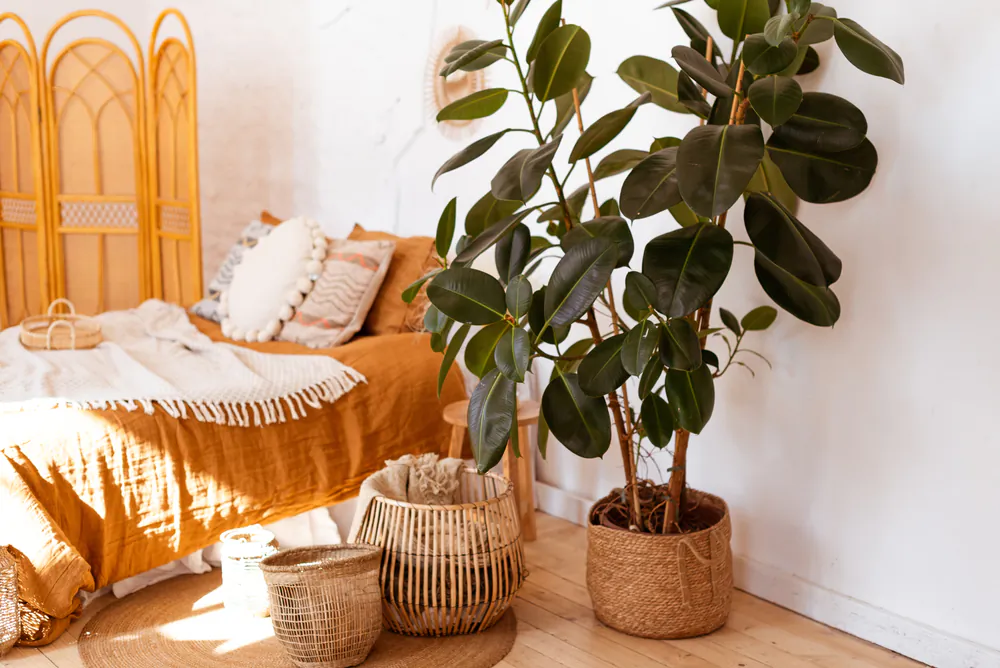 Rubber tree plants, which thrive in bright indirect light and normal indoor temperatures, make nice houseplants. (Ann Bulashenko/Shutterstock)