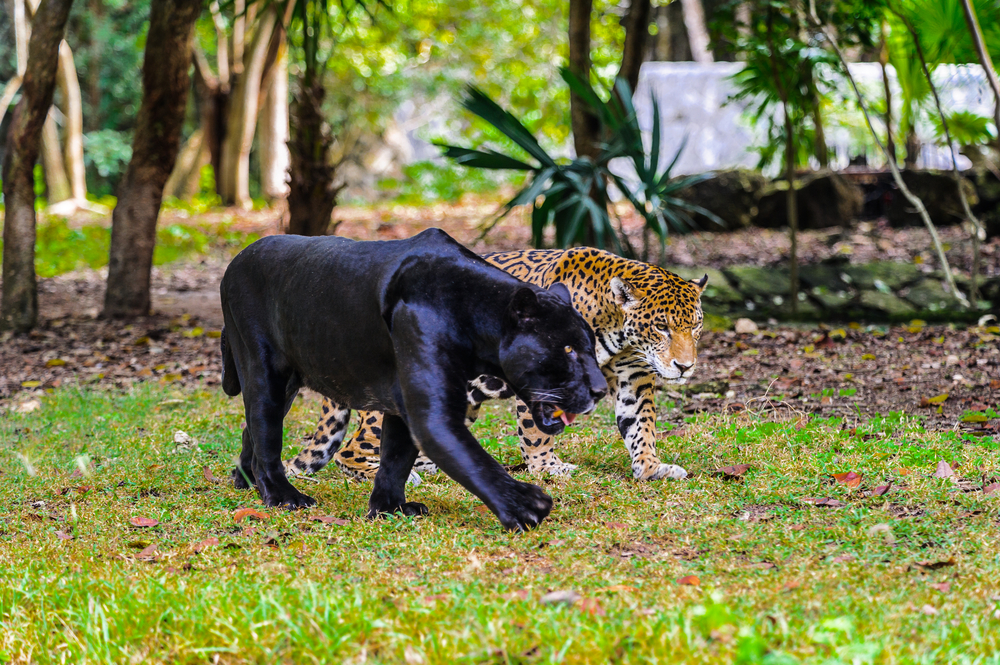 Mysterious black leopards finally reveal their spots — ALERT