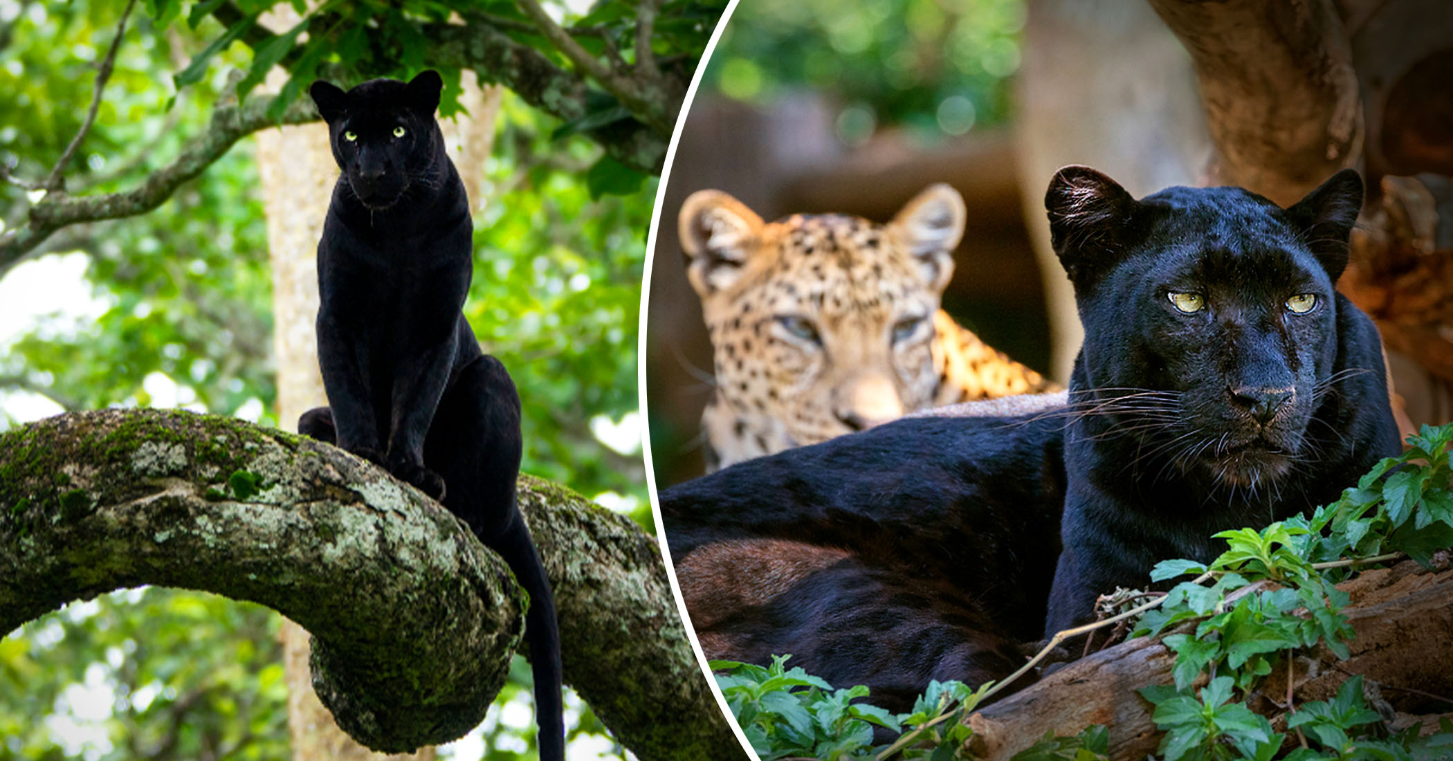 Panthers Are Actually Just Black Leopards With Invisible Spots, but Why