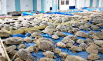 Thousands of ‘Cold-Stunned’ Sea Turtles Off Coast of Texas Rescued, Warmed in Convention Center