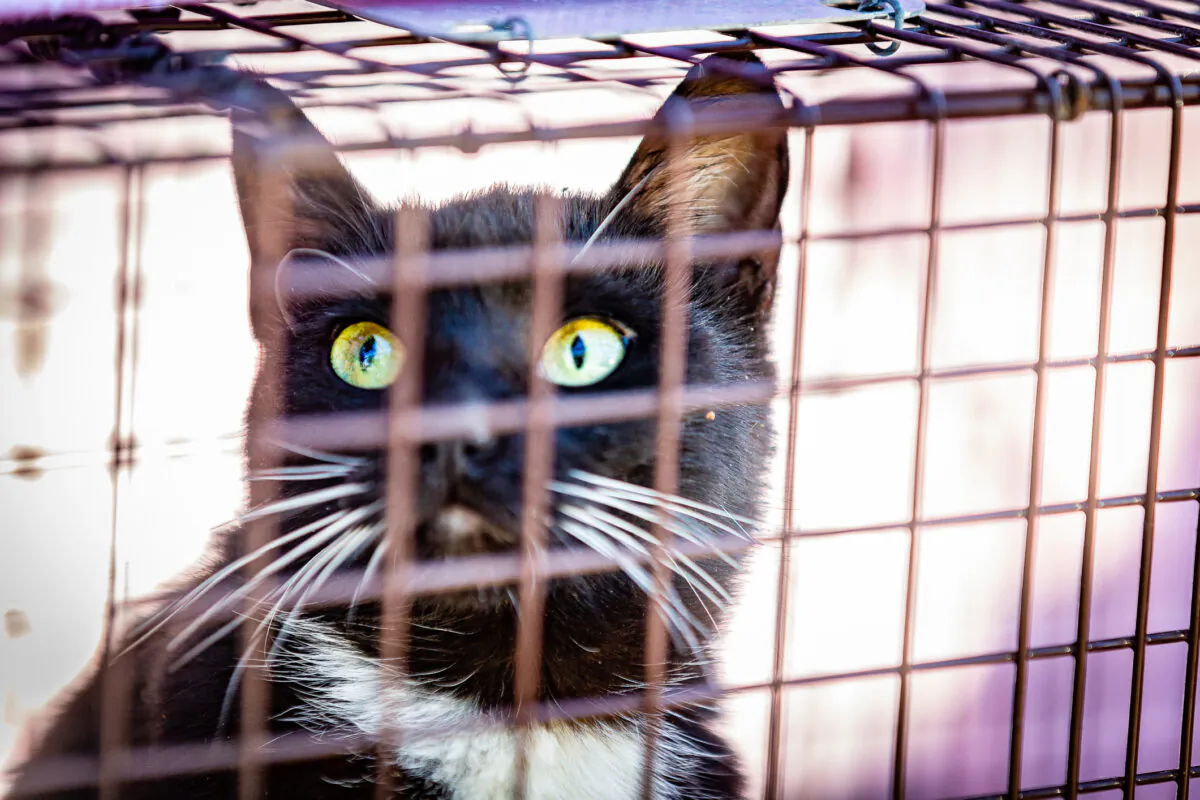 A cat sits in a cage in Garden Grove, Calif., on Feb. 19, 2021. (John Fredricks/The Epoch Times)