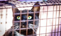 Cat Trappers Plea for Help Sterilizing Free-Roaming Felines