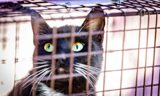 New California Law Allows Telehealth for Veterinary Patients
