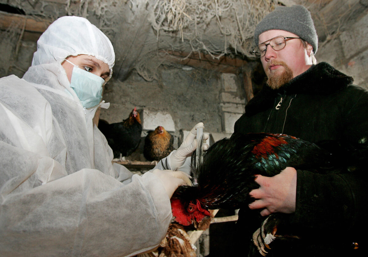 A veterinary inoculates a hen against th