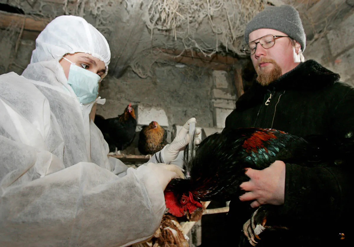 A veterinarian inoculates a hen against the bird flu virus in a private hen-coop in a village of Konstantinovo, some 25 miles outside Moscow, on Feb. 21, 2007. (Dina Korotayev/AFP via Getty Images)