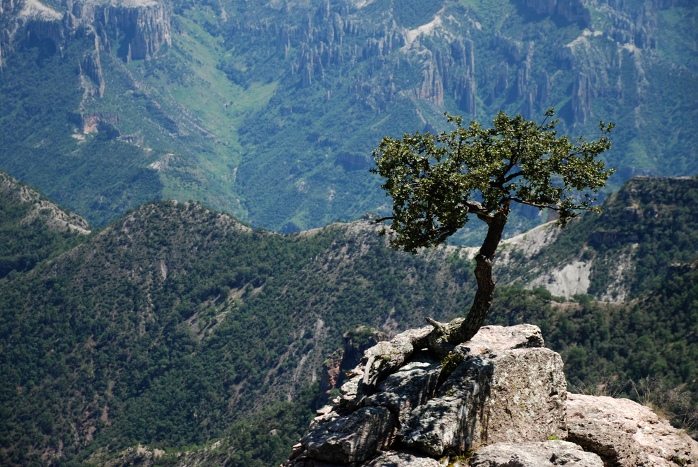 Landscape,In,Barranca,Del,Cobre,Y,Mexico