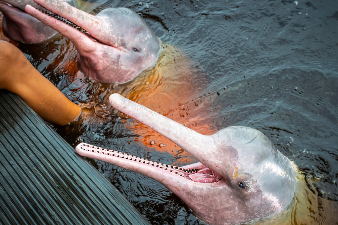 ET-pink-dolphin-f-web0--