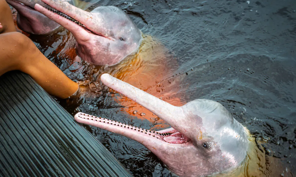 Pink dolphins.
(Marcos Mello/Shutterstock)