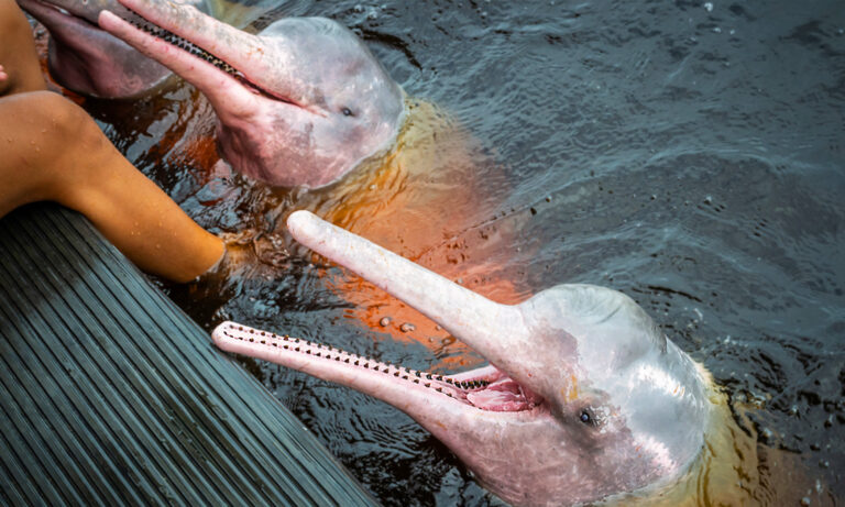 Mythical Pink Dolphins Of The Amazon River Are Real But Rare Here S How You Can Find Them