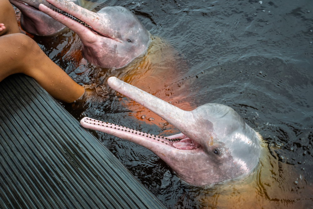 Mythical Pink Dolphins Of The Amazon River Are Real But Rare Here S How You Can Find Them