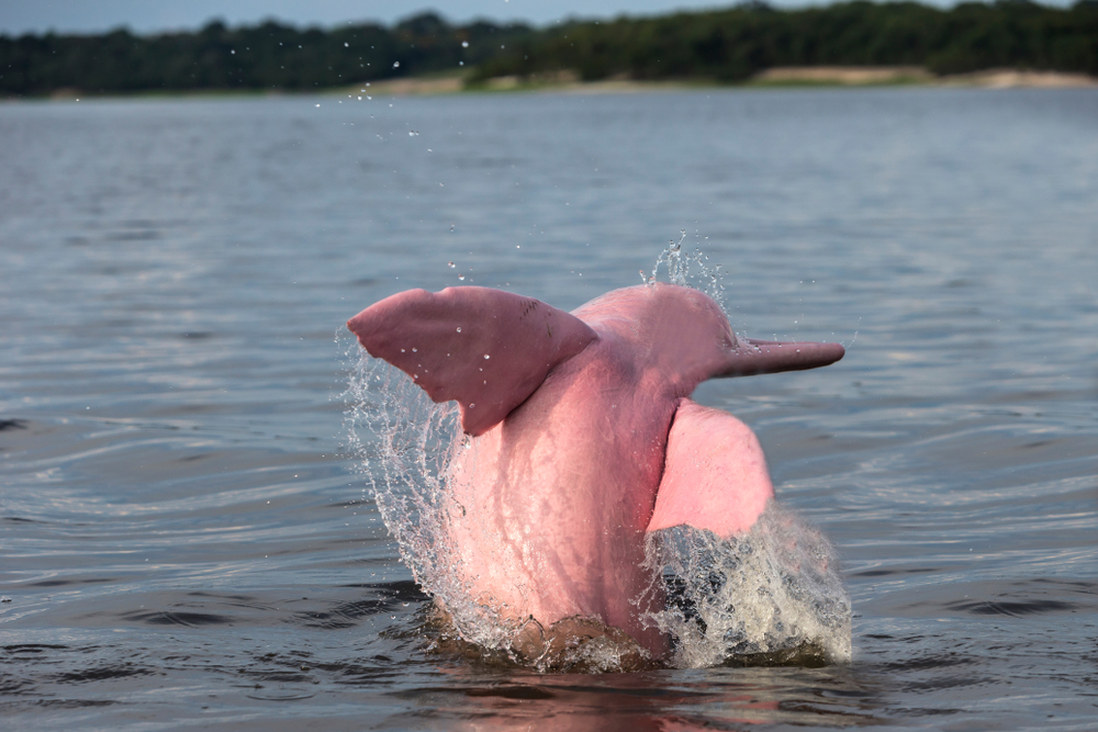 ‘Mythical’ Pink Dolphins of the Amazon River Are Real, but Rare; Here’s