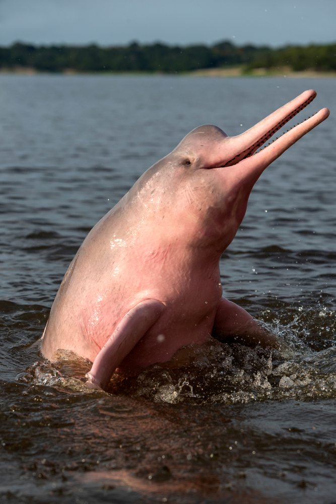 Mythical' Pink Dolphins of the Amazon River Are Real, but Rare; Here's How  You Can Find Them